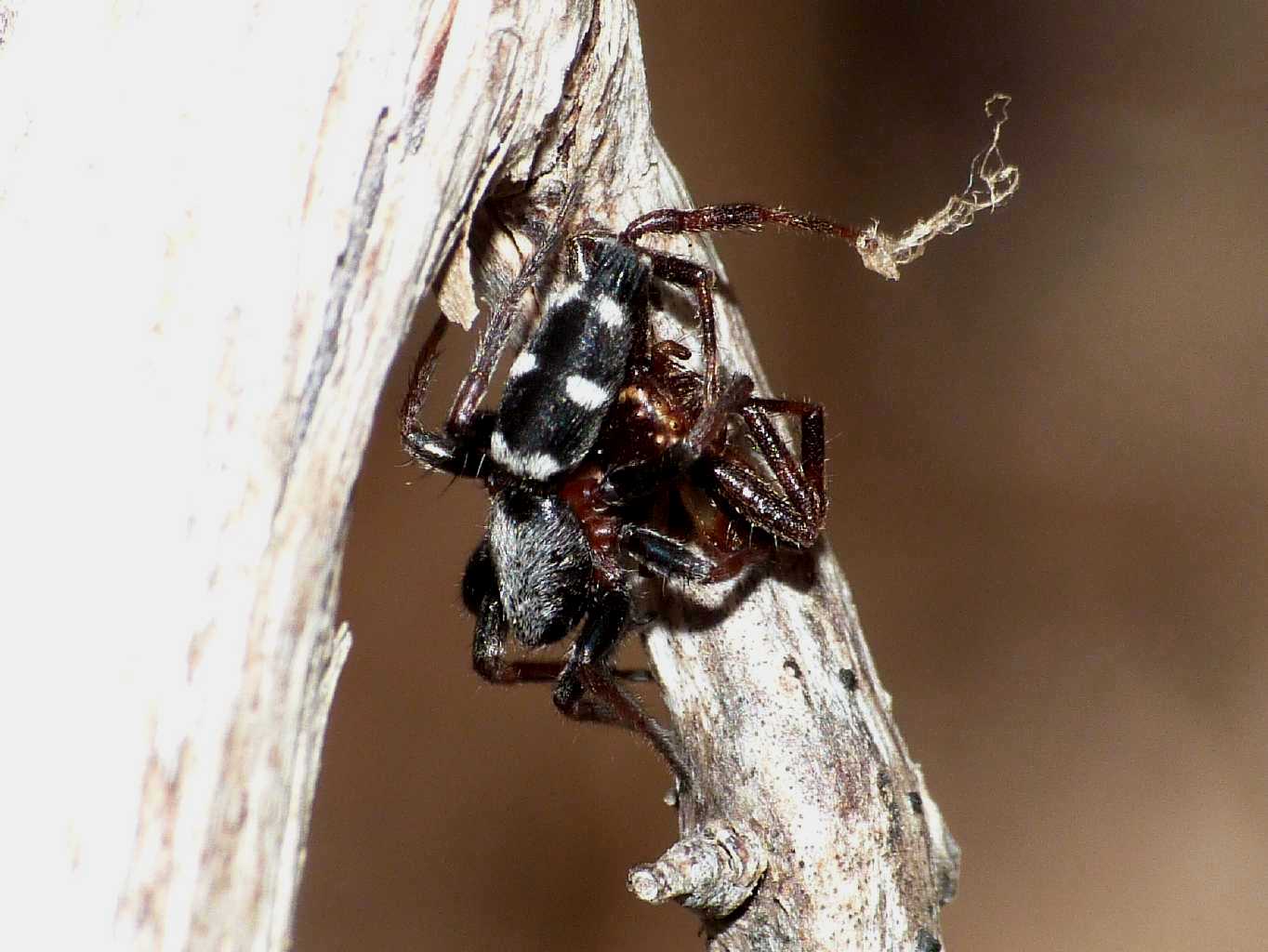 Aphantaulax sp. con Synema globosum - Baratz (SS)